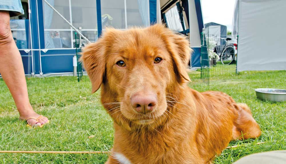 Hund beim Camping in Horsens