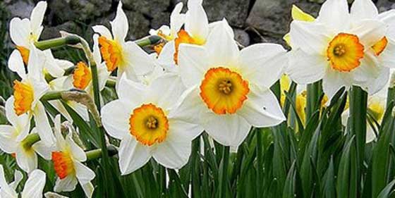 Pinseferie med masser af blomster og hygge midt i Østjylland