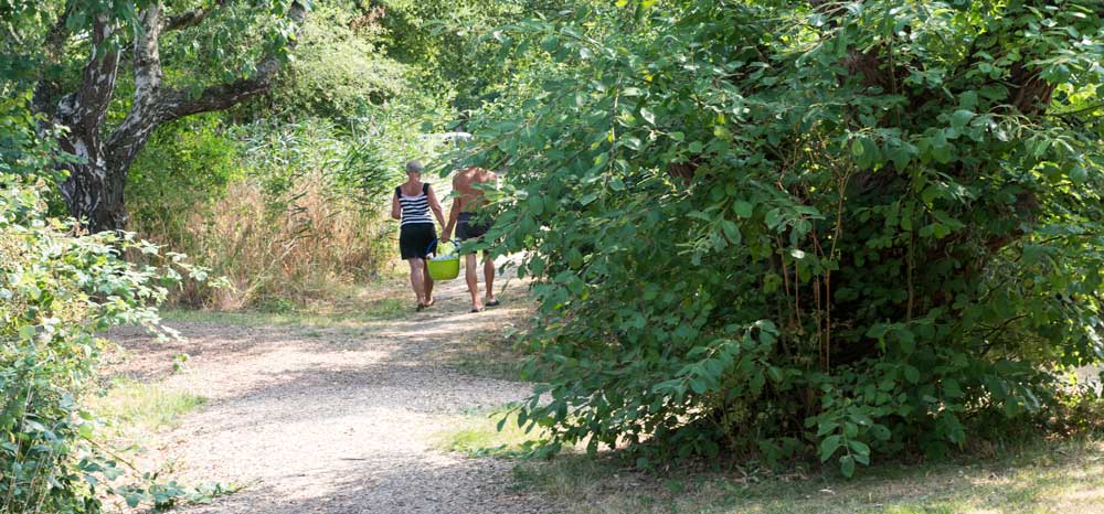 Viel Natur und Wald auf dem Horsens City Camping