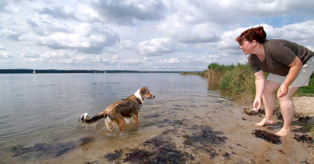 hund i vand ved husodde strand