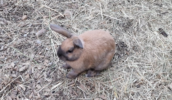 Das Haustierkaninchen Choko finden Sie auf dem Horsens City Camping