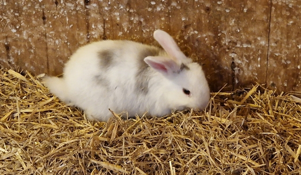 Das Hauskaninchen Pongo lebt auf dem Horsens City Camping