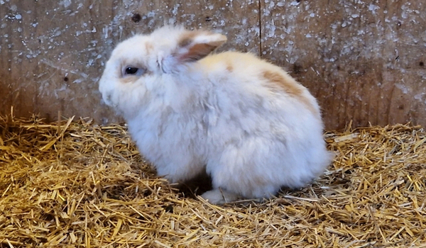 Das Haustierkaninchen Popcorn lebt mit allen anderen Haustierkaninchen auf dem Horsens City Camping zusammen