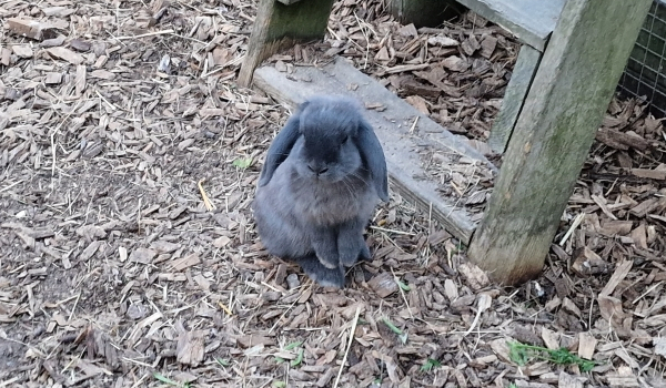 Das Haustierkaninchen Smokey ist das freche Kaninchen auf Horsens City Camping