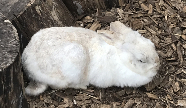 The pet rabbit Snefnug is our old pet rabbit and she lives at Horsens City Camping