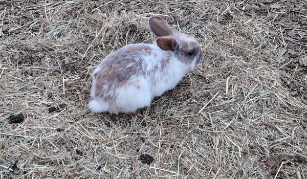 The pet rabbit Snus lives at Horsens City Camping