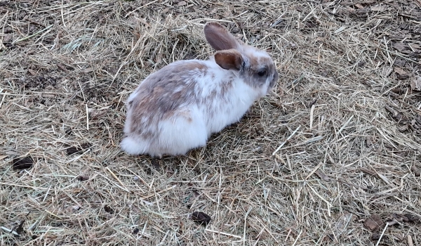 Kælekaninen Snus bor på Horsens City Camping