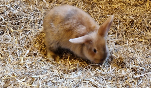 Kælekaninen Toffee kan du kæle med på Horsens City Camping