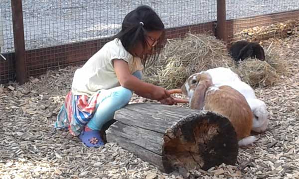 En af vores børn der besøgte os i år hjalp til med at fordre kaninerne på Horsens City Camping