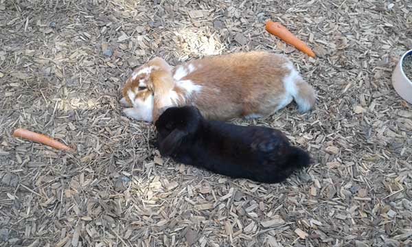 Kaninerne Laffe og  Tiara på Horsens City Camping