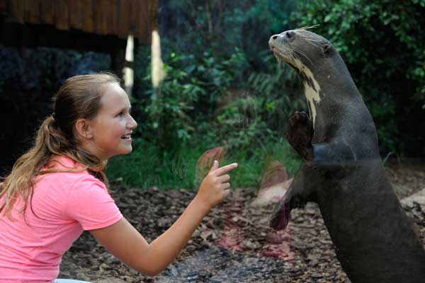 givskudzoo girl giant otter 600