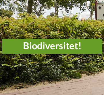 Horsens City Camping lader naturen være lidt vild