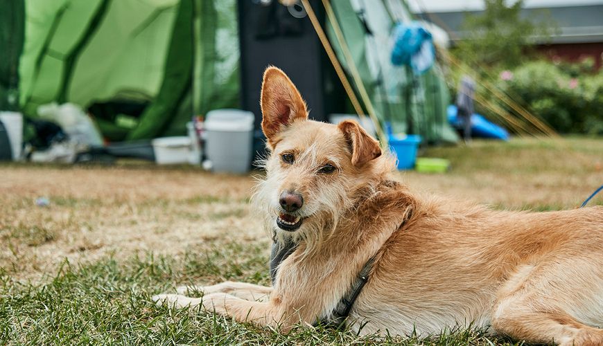 På Horsens City Camping er der nemt at være camping med hund